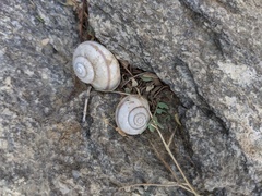Cahuillus indioensis
