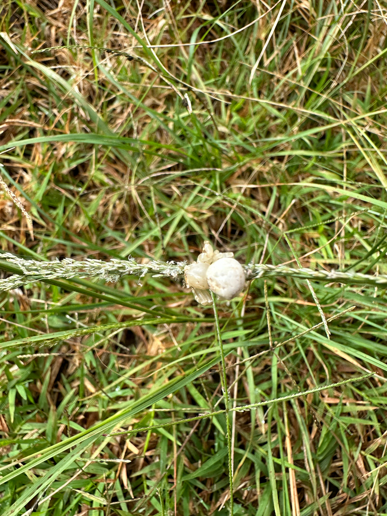 Thomisus laglaizei
