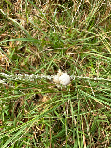 Thomisus laglaizei