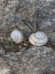 Cahuillus indioensis