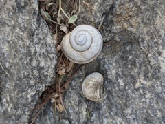 Cahuillus indioensis