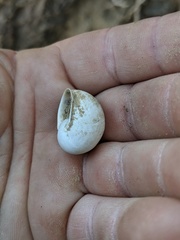 Cahuillus indioensis