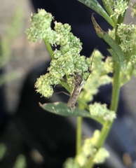 Diptera
