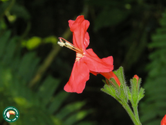 Ruellia elegans
