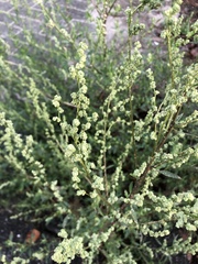 Artemisia