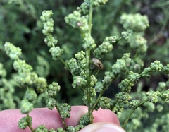 Artemisia