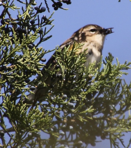 Yellow-rumped Warbler photographed in Alabama