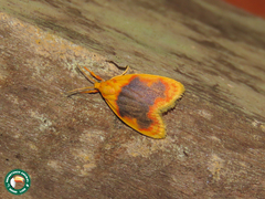 Rhodographa phaeoplaga