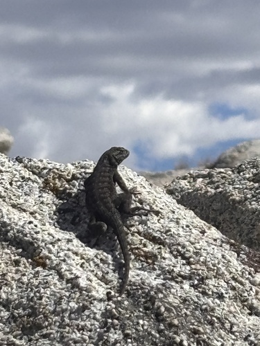 iNaturalist observation photo of Western Fence Lizard