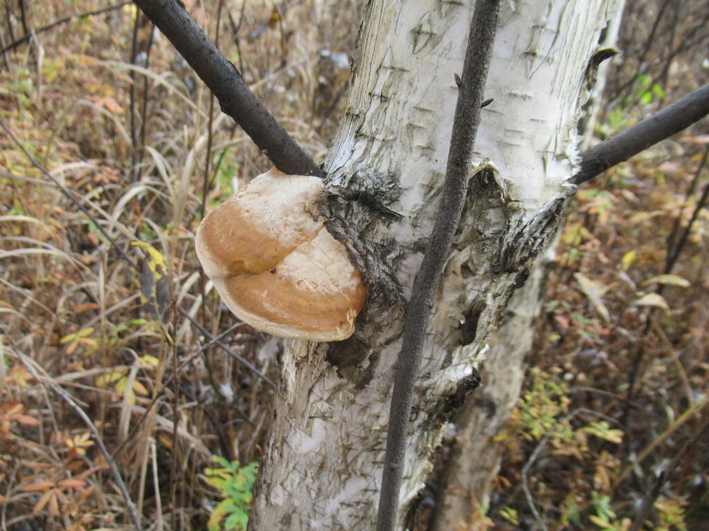 Fomitopsis betulina · September 2025 · photo: © smsergey (iNaturalist, cc-by-nc)