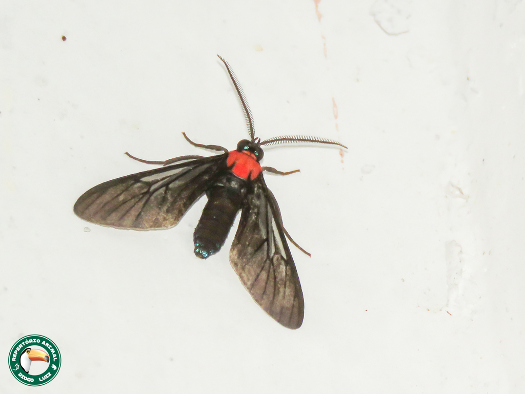 Saurita tenuis