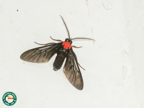Saurita tenuis