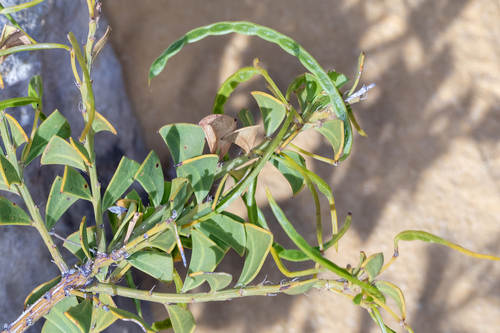 Angle Leaved Wattle (Acacia truncata)