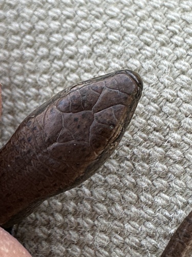 Friendly Sunskink, Lampropholis amicula