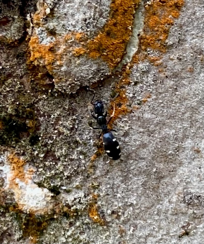 Tapinoma albomaculatum