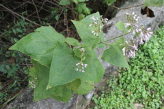 Peteravenia malvifolia