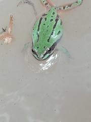 Hyla eximia