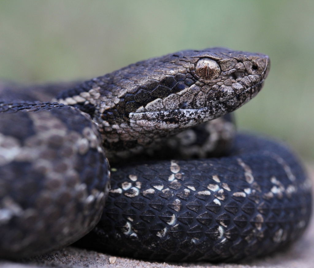 Costa Rica Montane Pitviper