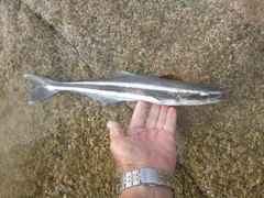 Rachycentron canadum