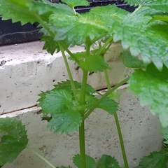 Urtica membranacea