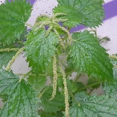 Urtica membranacea
