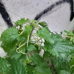 Urtica membranacea