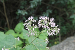 Peteravenia malvifolia