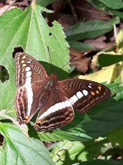 Adelpha alala