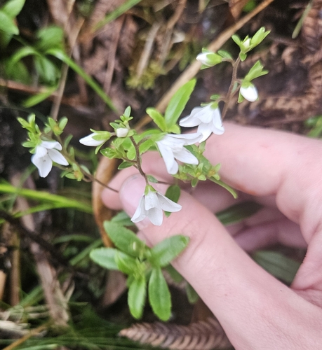 Veronica albiflora