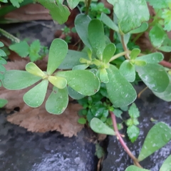 Portulaca oleracea