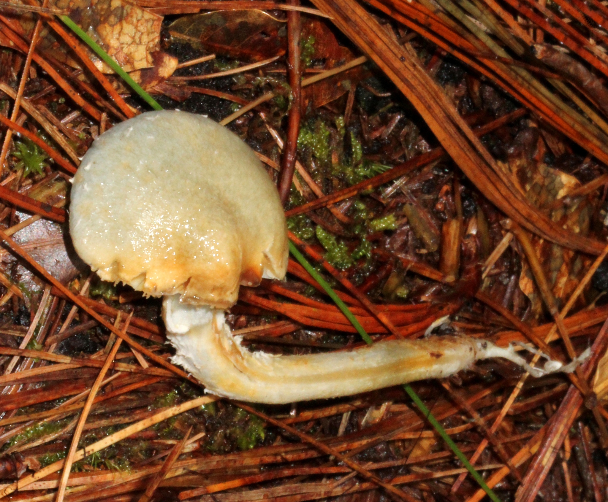 Stropharia aeruginosa image