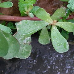 Portulaca oleracea
