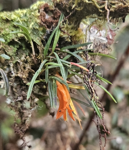 Dendrobium dekockii observed 2025-09-16