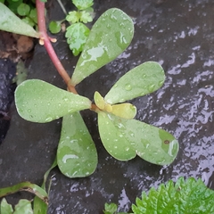 Portulaca oleracea