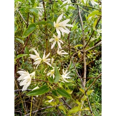 Clematis forsteri