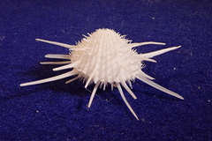 Spondylus imperialis