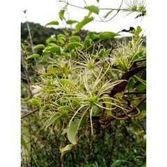 Clematis forsteri