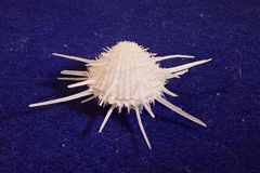 Spondylus imperialis