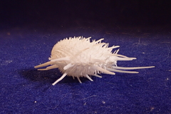 Spondylus imperialis