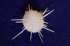 Spondylus imperialis
