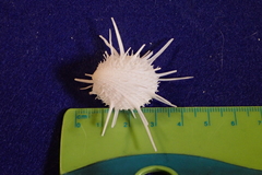 Spondylus imperialis