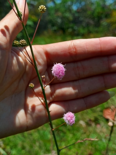 Mimosa somnians observed 2025-09-29