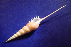 Tibia fusus