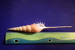 Tibia fusus
