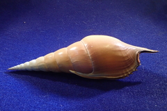 Tibia insulaechorab