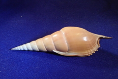 Tibia insulaechorab
