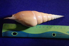 Tibia insulaechorab