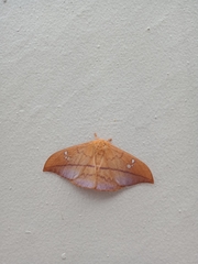 Cricula trifenestrata