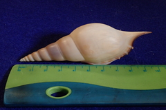 Tenuitibia martinii
