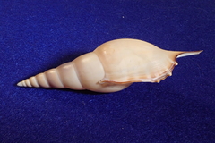 Tenuitibia martinii